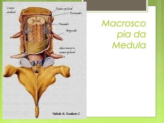 Macrosco 
pia da 
Medula 
 