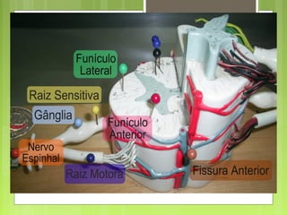 Aula Medula Espinhal