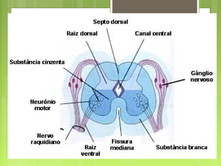 Aula Medula Espinhal
