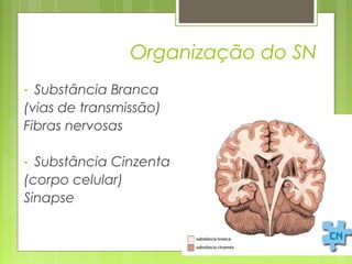 Organização do SN 
- Substância Branca 
(vias de transmissão) 
Fibras nervosas 
- Substância Cinzenta 
(corpo celular) 
Sinapse 
 