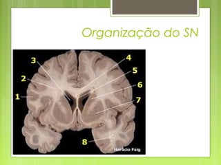 Organização do SN 
 