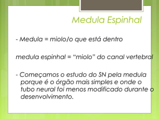 Medula Espinhal 
- Medula = miolo/o que está dentro 
medula espinhal = “miolo” do canal vertebral 
- Começamos o estudo do SN pela medula 
porque é o órgão mais simples e onde o 
tubo neural foi menos modificado durante o 
desenvolvimento. 
 