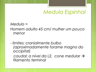 Medula Espinhal 
Medula = 
Homem adulto 45 cm/ mulher um pouco 
menor 
- limites: cranialmente bulbo 
(aproximadamente forame magno do 
occipital) 
caudal: a nível da L2. cone medular  
filamento terminal 
 