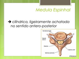 Medula Espinhal 
 cilíndrica, ligeiramente achatada 
no sentido antero-posterior 
 