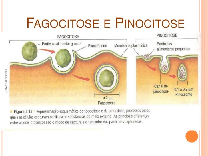 Qual A Diferença Entre Fagocitose E Pinocitose