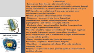 Bactérias
Características
- Pertencem ao Reino Monera e são seres unicelulares.
- São procariontes (células desprovidas de mitocôndrias, complexo de Golgi,
retículo endoplasmático e sobretudo cariomembrana o que faz com que o
DNA fique disperso no citoplasma. A este grupo pertencem seres
unicelulares ou coloniais: Bactérias).
• Núcleo – disperso no citoplasma (ausência carioteca).
• Ribossomos – responsável pela síntese de proteínas.
• Parede celular – recobre a membrana plasmática, composta por
peptidoglicanos e carboidratos com função protetora.
• Membrana celular – camada envoltória da célula rica em proteínas
com a função de permeabilidade seletiva.
• Cápsula – envoltório viscoso, encontrada em bactérias gram negativas
com a função de proteger a bactéria contra células fagocíticas.
• Pili – são microfibrilas que se estendem com a função de ancoramento
e troca de material genético.
• Flagelo – estrutura proteica com função de locomoção.
• Vacúolos – são grânulos de reservatório de açúcar.
• Plasmídeos – são pequenas moléculas de DNA, serão trocadas na
reprodução sexual.
• Esporos – são processos físicos e químicos ligados a sobrevivência em
condições adversas.
 