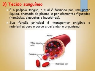 3) Tecido sanguíneo
 É o próprio sangue, o qual é formado por uma parte
líquida, chamada de plasma, e por elementos figurados
(hemácias, plaquetas e leucócitos).
 Sua função principal é transportar oxigênio e
nutrientes para o corpo e defender o organismo.
 