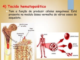 4) Tecido hematopoiético
 Tem a função de produzir células sanguíneas. Está
presente na medula óssea vermelha de vários ossos do
esqueleto.
 