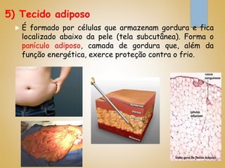 5) Tecido adiposo
 É formado por células que armazenam gordura e fica
localizado abaixo da pele (tela subcutânea). Forma o
panículo adiposo, camada de gordura que, além da
função energética, exerce proteção contra o frio.
 