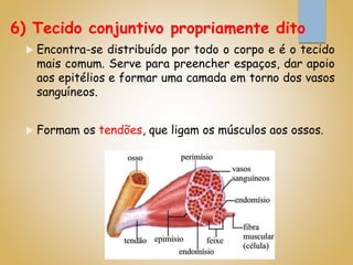 6) Tecido conjuntivo propriamente dito
 Encontra-se distribuído por todo o corpo e é o tecido
mais comum. Serve para preencher espaços, dar apoio
aos epitélios e formar uma camada em torno dos vasos
sanguíneos.
 Formam os tendões, que ligam os músculos aos ossos.
 