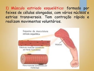 1) Músculo estriado esquelético: formado por
feixes de células alongadas, com vários núcleos e
estrias transversais. Tem contração rápida e
realizam movimentos voluntários.
 