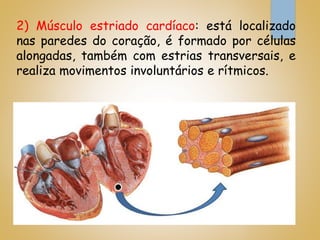 2) Músculo estriado cardíaco: está localizado
nas paredes do coração, é formado por células
alongadas, também com estrias transversais, e
realiza movimentos involuntários e rítmicos.
 