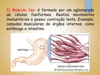 3) Músculo liso: é formado por um aglomerado
de células fusiformes. Realiza movimentos
involuntários e possui contração lenta. Exemplo:
camadas musculares do órgãos internos, como
estômago e intestino.
 