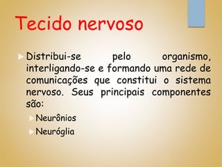 Tecido nervoso
 Distribui-se pelo organismo,
interligando-se e formando uma rede de
comunicações que constitui o sistema
nervoso. Seus principais componentes
são:
Neurônios
Neuróglia
 