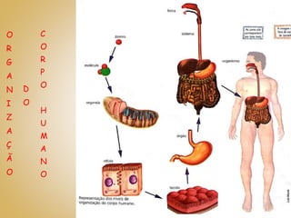 O
R
G
A
N
I
Z
A
Ç
Ã
O
D
O
C
O
R
P
O
H
U
M
A
N
O
 