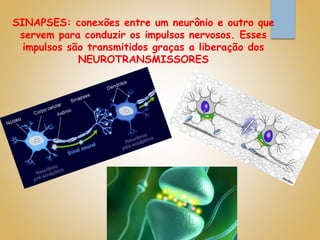 SINAPSES: conexões entre um neurônio e outro que
servem para conduzir os impulsos nervosos. Esses
impulsos são transmitidos graças a liberação dos
NEUROTRANSMISSORES
 