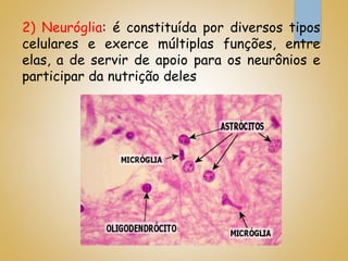 2) Neuróglia: é constituída por diversos tipos
celulares e exerce múltiplas funções, entre
elas, a de servir de apoio para os neurônios e
participar da nutrição deles
 