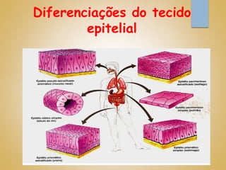 Diferenciações do tecido
epitelial
 