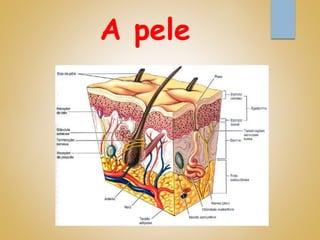 A pele
 