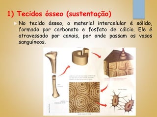 1) Tecidos ósseo (sustentação)
 No tecido ósseo, o material intercelular é sólido,
formado por carbonato e fosfato de cálcio. Ele é
atravessado por canais, por onde passam os vasos
sanguíneos.
 