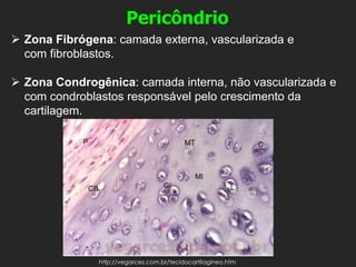 Pericôndrio
➢ Zona Fibrógena: camada externa, vascularizada e
com fibroblastos.
➢ Zona Condrogênica: camada interna, não vascularizada e
com condroblastos responsável pelo crescimento da
cartilagem.
http://vegarcez.com.br/tecidocartilagineo.htm
 