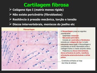 Cartilagem fibrosa
➢ Colágeno tipo I (matriz menos rígida)
➢ Não existe pericôndrio (fibroblastos)
➢ Resitência à pressão mecânica, torção e tensão
➢ Discos intervertebrais, meniscos do joelho etc
 