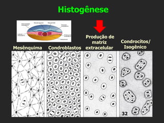 Histogênese
Mesênquima Condroblastos
Produção de
matriz
extracelular
Condrocítos/
Isogênico
32
 