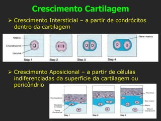 Crescimento Cartilagem
➢ Crescimento Intersticial – a partir de condrócitos
dentro da cartilagem
➢ Crescimento Aposicional – a partir de células
indiferenciadas da superfície da cartilagem ou
pericôndrio
 