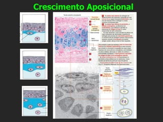 Crescimento Aposicional
 