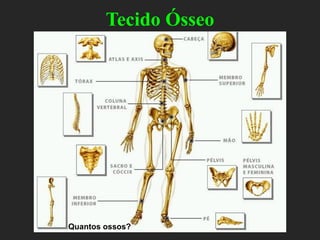 Tecido Ósseo
Quantos ossos?
 