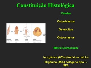 Constituição Histológica
Células
Osteoblastos
Osteócitos
Osteoclastos
Matriz Extracelular
Inorgânica (65%) (fosfato e cálcio)
Orgânica (35%) colágeno tipo I -
SFA
 