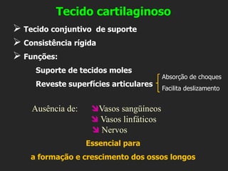 ➢ Tecido conjuntivo de suporte
➢ Consistência rígida
➢ Funções:
Suporte de tecidos moles
Reveste superfícies articulares
Essencial para
a formação e crescimento dos ossos longos
Absorção de choques
Facilita deslizamento
Tecido cartilaginoso
Ausência de: Vasos sangüíneos
 Vasos linfáticos
 Nervos
 