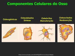 Componentes Celulares do Osso
Osteogênicas
Osteoblastos
Síntese
Osteócitos
Manutenção
Osteoclastos
Reabsorção
https://www.emaze.com/@AWFQLRTF/A.A.S-2nd-6-Weeks
 