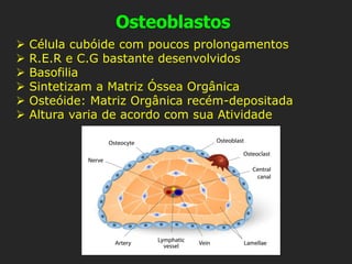 Osteoblastos
➢ Célula cubóide com poucos prolongamentos
➢ R.E.R e C.G bastante desenvolvidos
➢ Basofilia
➢ Sintetizam a Matriz Óssea Orgânica
➢ Osteóide: Matriz Orgânica recém-depositada
➢ Altura varia de acordo com sua Atividade
 