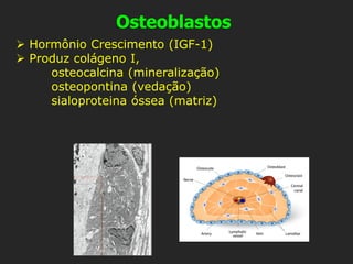 Osteoblastos
➢ Hormônio Crescimento (IGF-1)
➢ Produz colágeno I,
osteocalcina (mineralização)
osteopontina (vedação)
sialoproteina óssea (matriz)
 