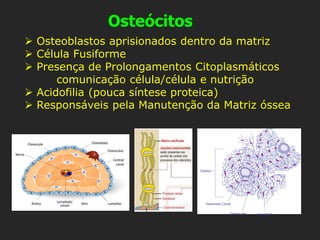 Osteócitos
➢ Osteoblastos aprisionados dentro da matriz
➢ Célula Fusiforme
➢ Presença de Prolongamentos Citoplasmáticos
comunicação célula/célula e nutrição
➢ Acidofilia (pouca síntese proteica)
➢ Responsáveis pela Manutenção da Matriz óssea
 