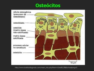 Osteócitos
http://www.lookfordiagnosis.com/mesh_info.php?term=Oste%C3%B3citos&lang=3
 