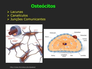 Osteócitos
http://cbeo.tk/osteocyte-labeled/
➢ Lacunas
➢ Canalículos
➢ Junções Comunicantes
 