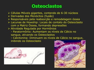 Osteoclastos
➢ Células Móveis gigantes, contendo de 6-30 núcleos
➢ Derivadas dos Monócitos (fusão)
➢ Responsáveis pela reabsorção e remodelagem óssea
➢ Lacunas de Howship: Locais de contato do Osteoclasto
com a Matriz Óssea, formando depressões
➢ Atividade Regulada por Hormônios
- Paratormônio: Aumentam os níveis de Cálcio no
sangue, ativando os Osteoclastos
- Calcitonina: Diminuem os níveis de Cálcio no sangue,
inibindo os Osteoclasto
 