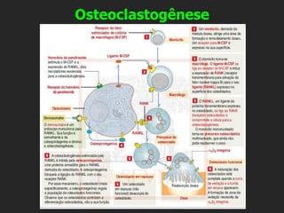 Osteoclastogênese
 