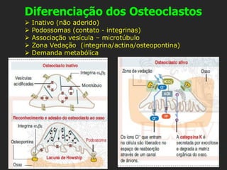 Diferenciação dos Osteoclastos
➢ Inativo (não aderido)
➢ Podossomas (contato - integrinas)
➢ Associação vesícula – microtúbulo
➢ Zona Vedação (integrina/actina/osteopontina)
➢ Demanda metabólica
 