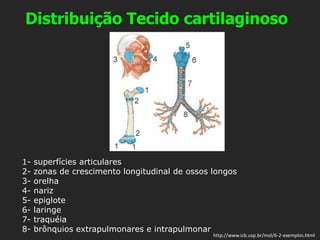 1- superfícies articulares
2- zonas de crescimento longitudinal de ossos longos
3- orelha
4- nariz
5- epiglote
6- laringe
7- traquéia
8- brônquios extrapulmonares e intrapulmonar
http://www.icb.usp.br/mol/6-2-exemplos.html
Distribuição Tecido cartilaginoso
 