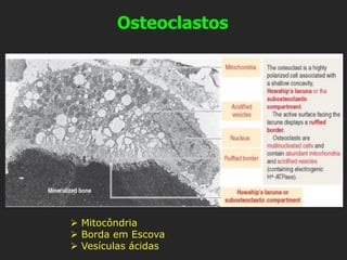 Osteoclastos
➢ Mitocôndria
➢ Borda em Escova
➢ Vesículas ácidas
 