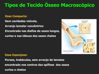 Tipos de Tecido Ósseo Macroscópico
Osso Compacto:
Sem cavidades visíveis,
Arranjo lamelar concêntrico
Encontrado nas diafise de ossos longos,
curtos e nas tábuas dos ossos chatos
Osso Esponjoso:
Poroso, trabéculas, sem arranjo de lamelas
encontrado nos centros das epífises dos ossos
curtos e chatos
 