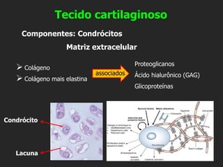 ➢ Colágeno
➢ Colágeno mais elastina
Tecido cartilaginoso
Condrócito
Lacuna
Proteoglicanos
Ácido hialurônico (GAG)
Glicoproteínas
Componentes: Condrócitos
Matriz extracelular
associados
 