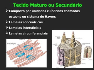 Tecido Maturo ou Secundário
➢Composto por unidades cilíndricas chamadas
osteons ou sistema de Havers
➢Lamelas concêntricas
➢Lamelas intersticiais
➢Lamelas circunferenciais
 