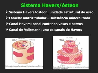 Sistema Havers/ósteon
➢Sistema Havers/osteon: unidade estrutural do osso
➢Lamela: matriz tubular – substância mineralizada
➢Canal Havers: canal contendo vasos e nervos
➢Canal de Volkmann: une os canais de Havers
 