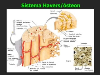 Sistema Havers/ósteon
 