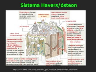 http://www.mhhe.com/biosci/esp/2001_gbio/folder_structure/an/m5/s2/index.htm
Sistema Havers/ósteon
 