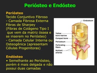 Periósteo e Endósteo
Periósteo
Tecido Conjuntivo Fibroso
- Camada Fibrosa Externa
Fibras de Sharpey
(Fibras de Colágeno Tipo I
que vem da matriz óssea e
se inserem no Periósteo)
- Camada Celular Interna ou
Osteogênica (apresentam
Células Progenitoras)
Endósteo
• Semelhante ao Periósteo,
porém é mais delgada e não
possui duas camadas
 